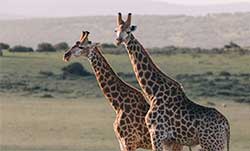 蘭州資源環境職業學院制作一份至少45頁動物植物HTML CSS網頁設計